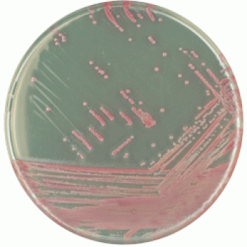 Staphylococcus aureus (MRSA) 1000 мл CHROMagar