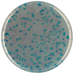 Cреда для выявления и подсчета Escherichia coli и колиформных бактерий | CHROMagar™ ECC 1000 мл CHROMagar