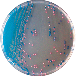Cреда для выявления и дифференциации Streptococcus B (S. agalactiae) | StrepB CHROMagar